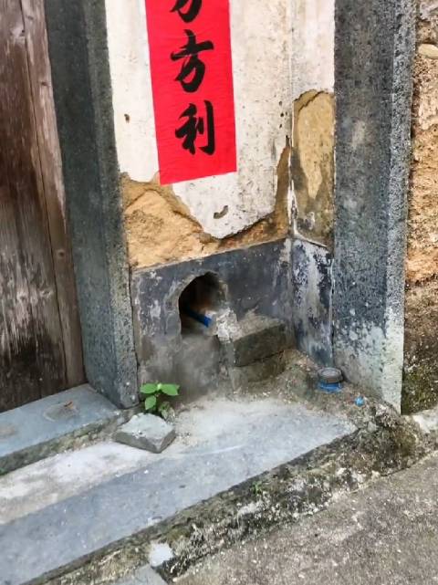 现实里唯唯诺诺，狗洞里重拳出击|狗_新浪新闻