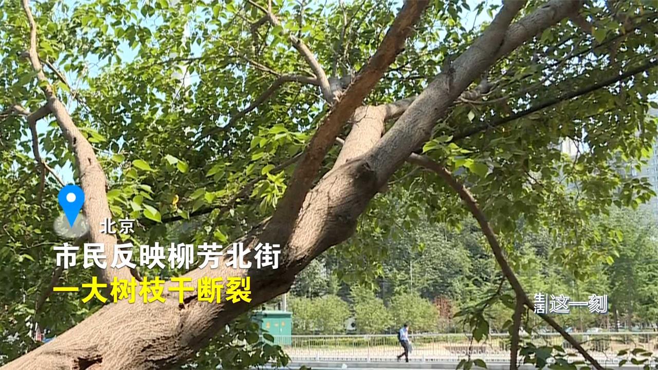 接诉即办！大树树枝断裂压线缆 园林部门迅速到场处理_新浪新闻