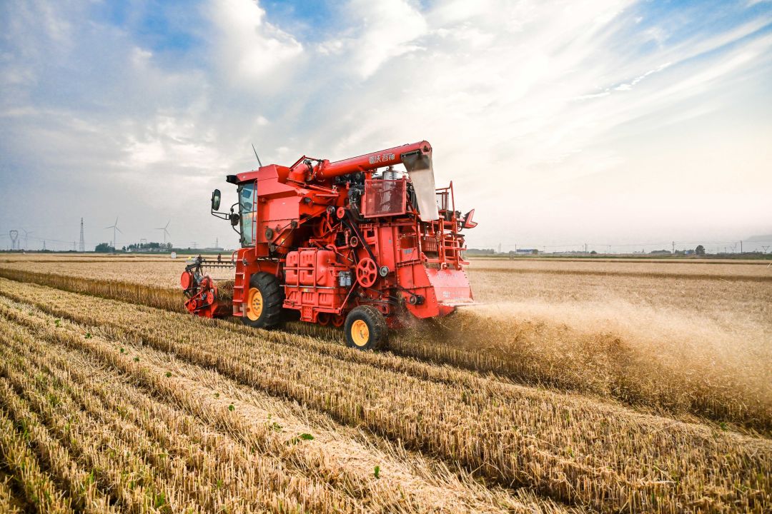 6月5日,河南省鹤壁市淇县西岗镇包公庙村的麦田里,联合收割机正在开足