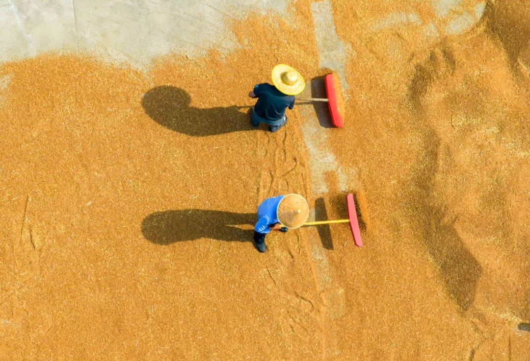 6月6日,村民在江苏省泰州市姜堰区顾高镇翟庄村翻晒小麦(无人机照片).