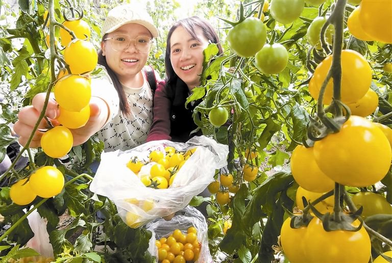 入夏以来,北辰区双街采摘园引种的新品西红柿,甜瓜等果蔬陆续成熟