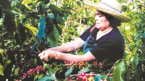 洪都拉斯农民有望从两国经贸合作中获益