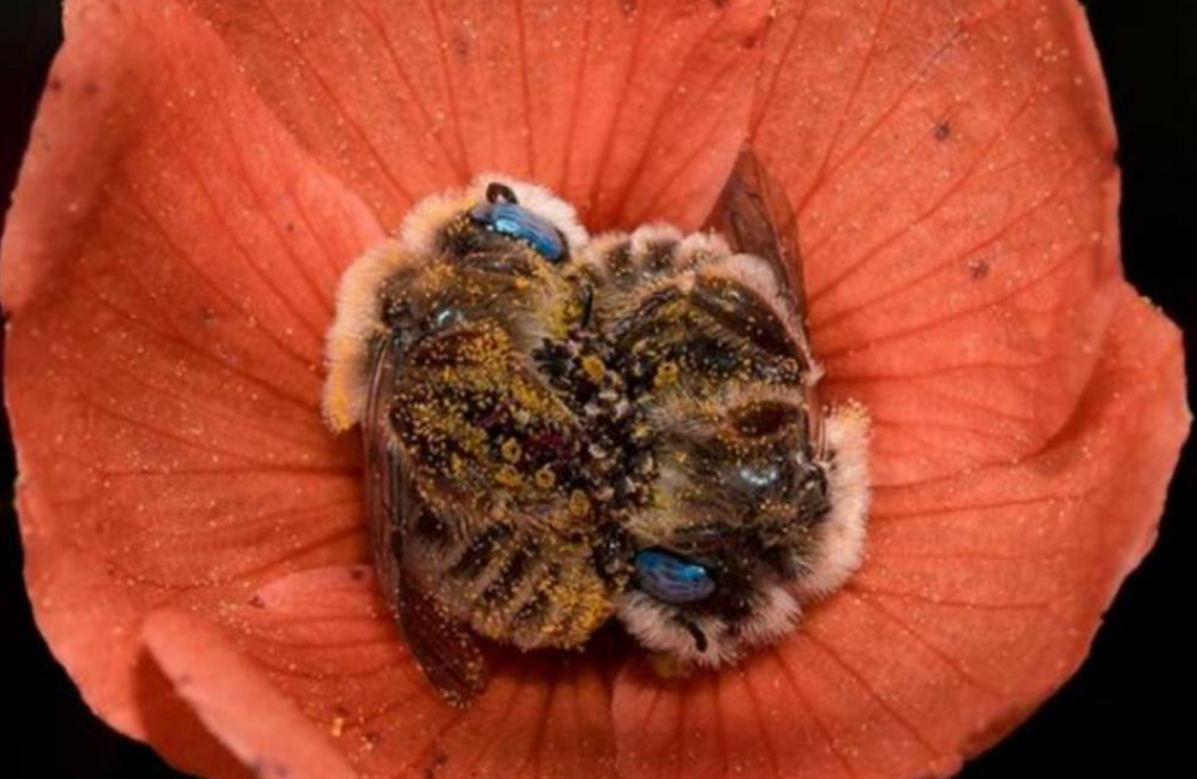 两只抱在一起睡觉的小蜜蜂