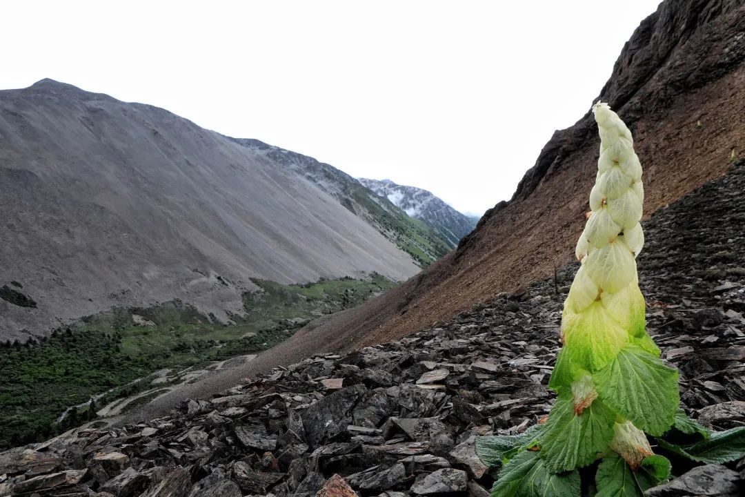 大香格里拉高山野生花卉考察|活动报名__财经头条