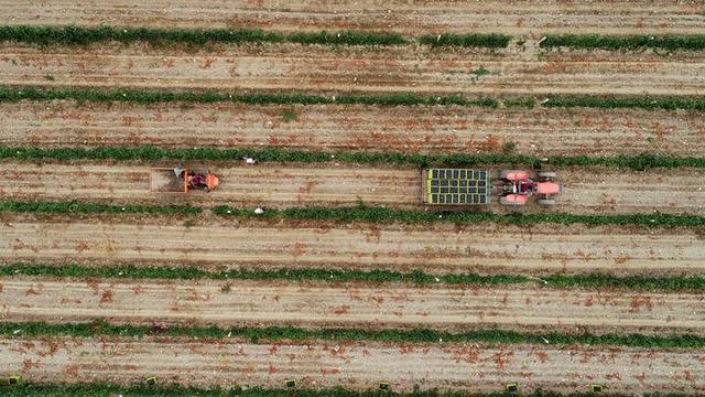 2022年9月17日，工人在宁夏银川市贺兰山东麓的沃尔丰酒庄采摘酿酒葡萄（无人机照片）。新华社记者 王鹏 摄