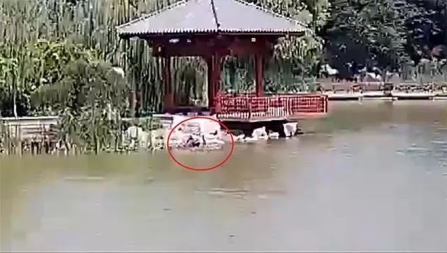 　　韩明花不顾自身安危跳入湖中救人。资料图片