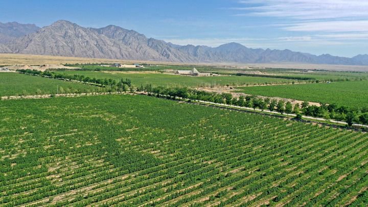 这是位于宁夏贺兰山东麓的酿酒葡萄种植基地(无人机照片，2021年7月6日摄)