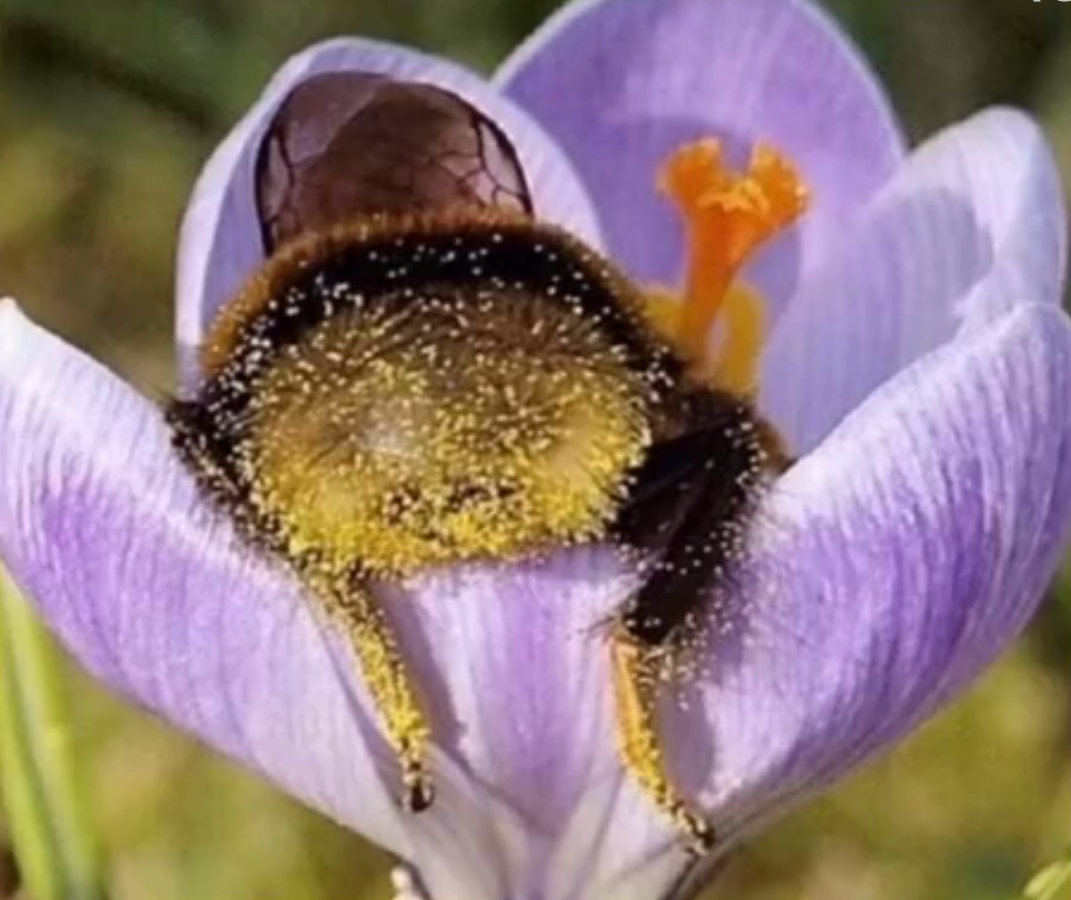 两只抱在一起睡觉的小蜜蜂