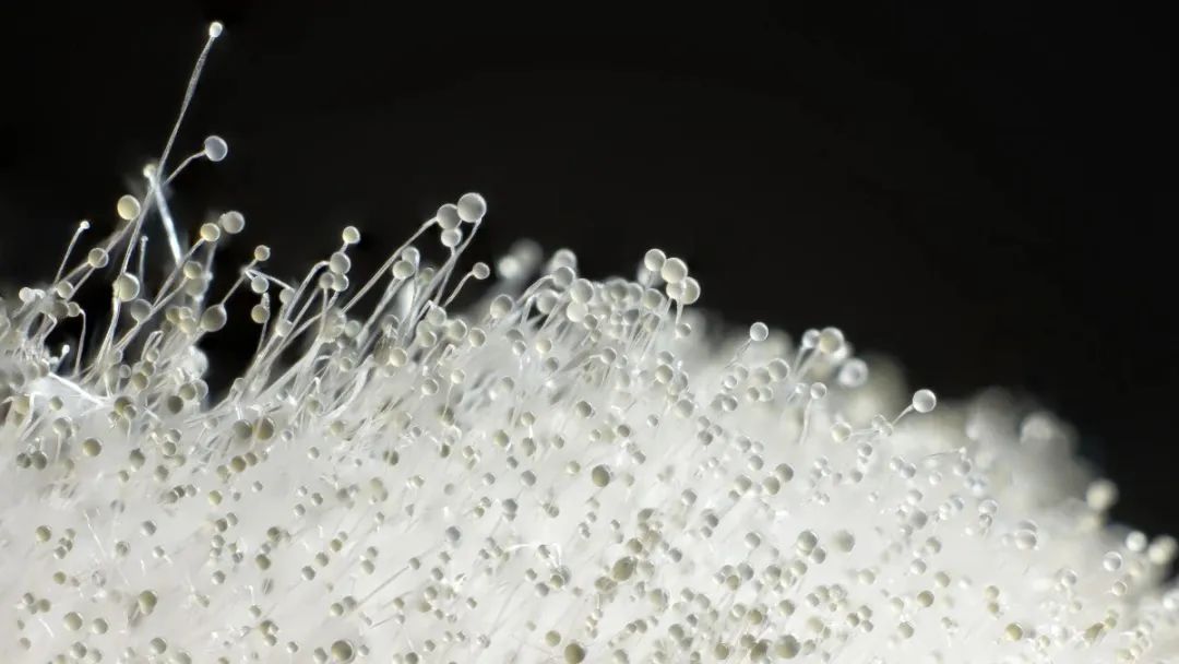 2021年,印度报告了超过4.5万例毛霉菌感染病例,超过4300人死亡.