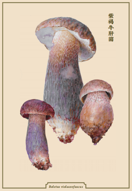 紫褐牛肝菌(《菌中毒》插图).