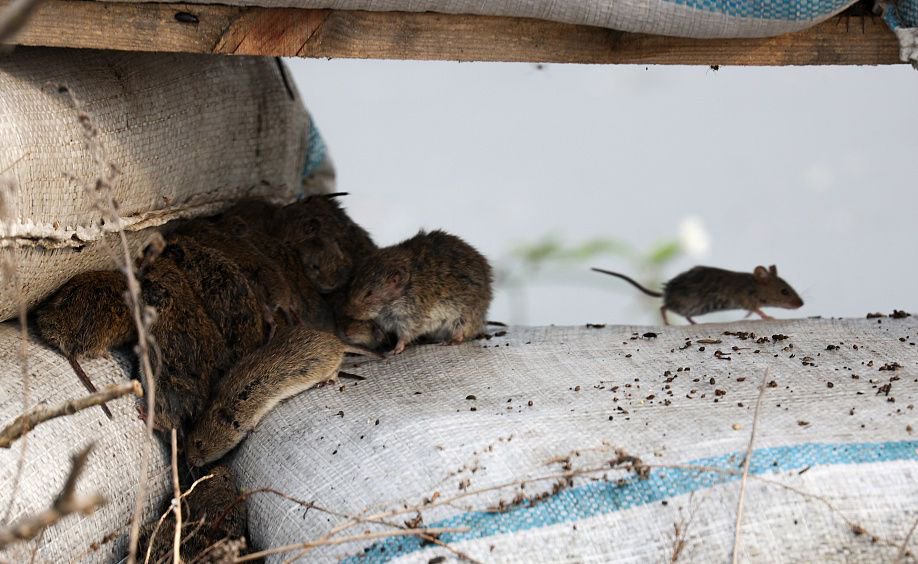 码头老鼠 新浪网