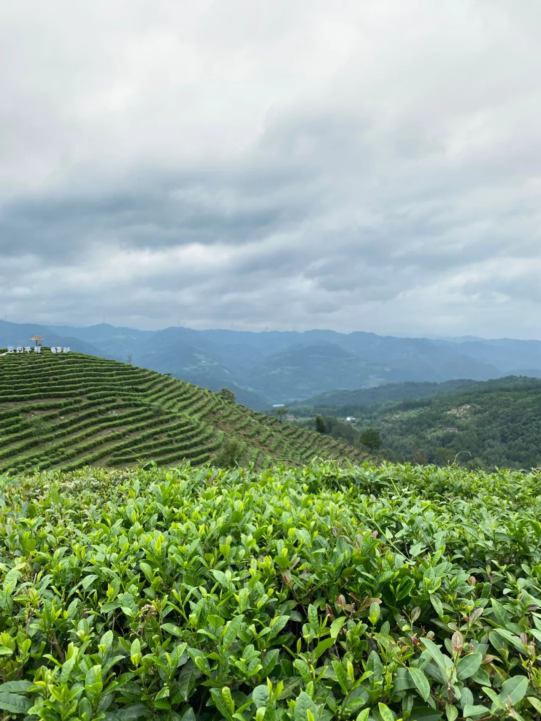 陕西省安康市平利县老县镇蒋家坪村女娲凤凰茶业现代示范园区