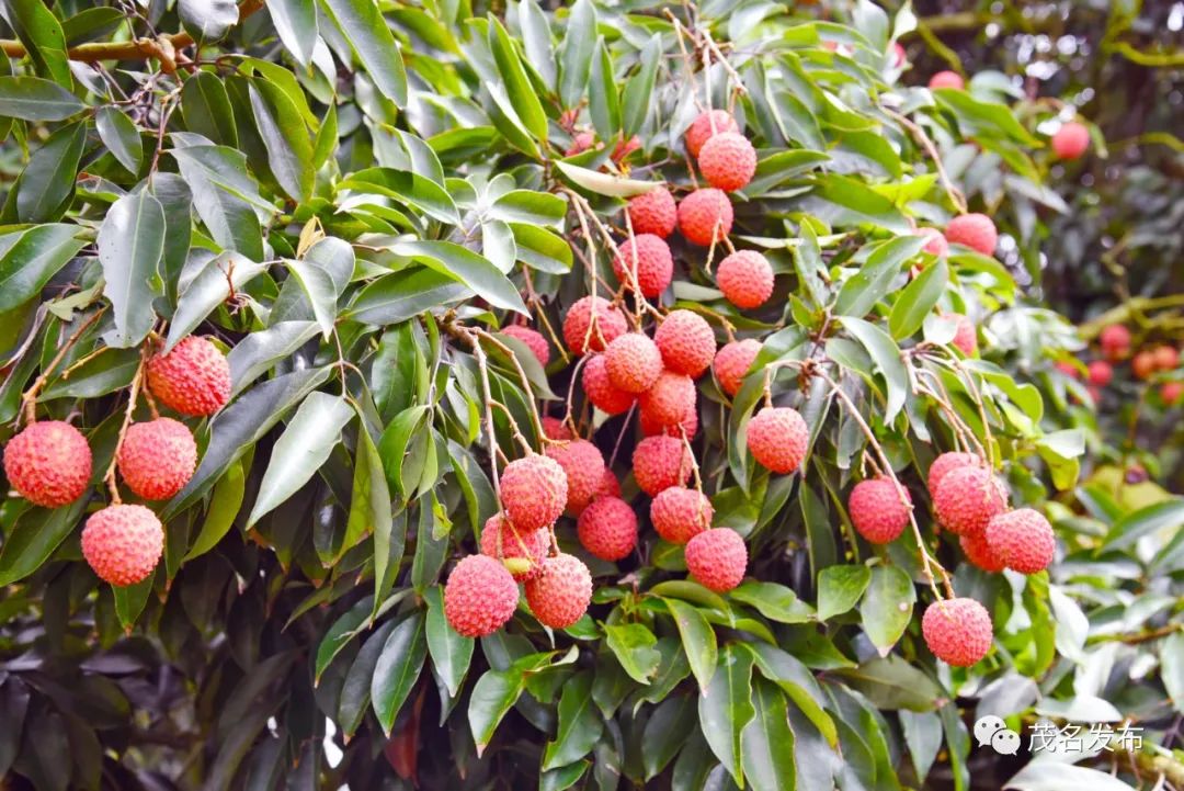罕见!茂名有两棵200多岁桂味荔枝树,每棵年产曾超1吨!|荔枝_新浪财经_
