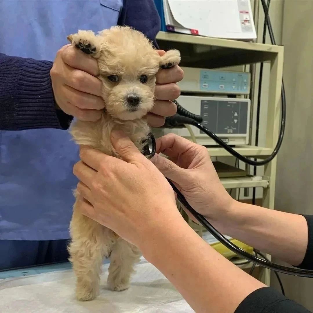 宠物医院网络营销怎么做 SEO老域名和网站优化有哪些讲究