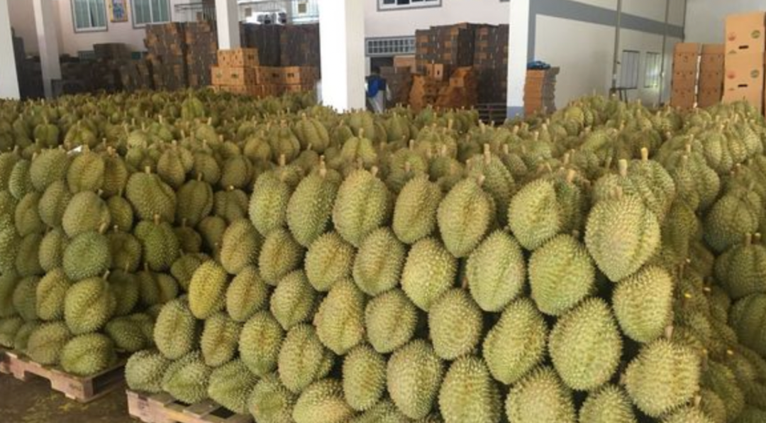 我们知道,老挝,菲律宾,柬埔寨,印尼(全球第一大榴莲产地)等等东南亚