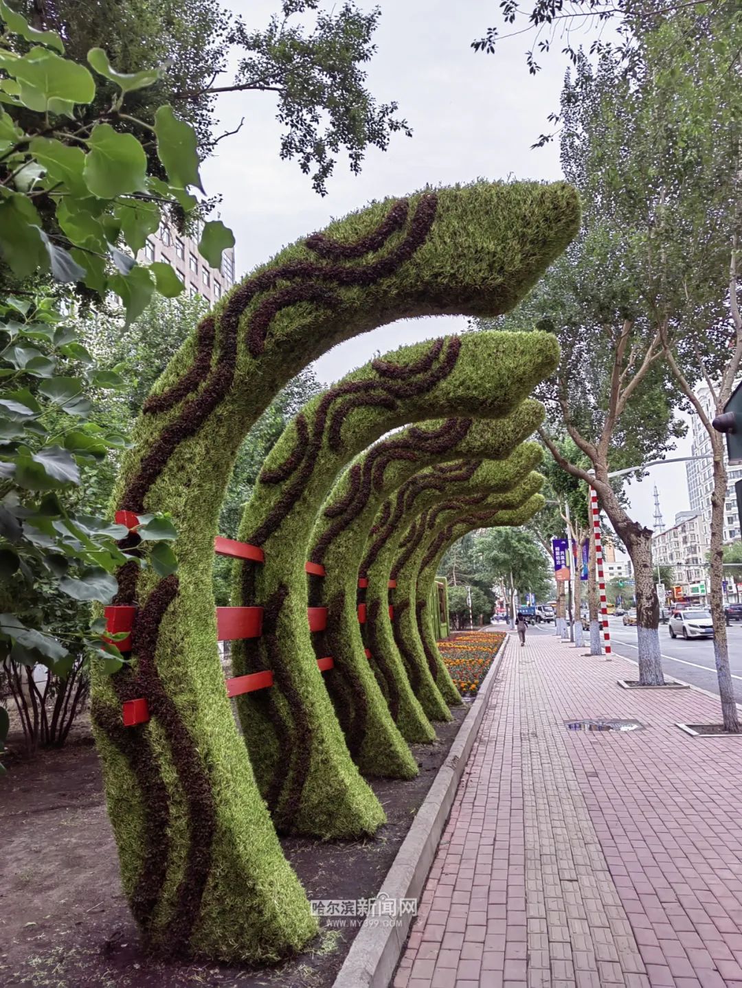 五色草扮靓冰城 大街小巷喜迎"哈洽"_新浪财经_新浪网