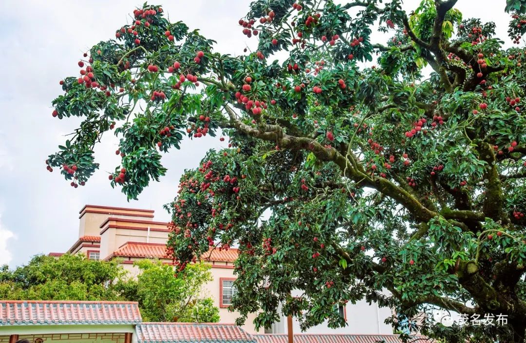 储良龙眼母树公园里的"夫妻荔枝树"_新浪财经_新浪网