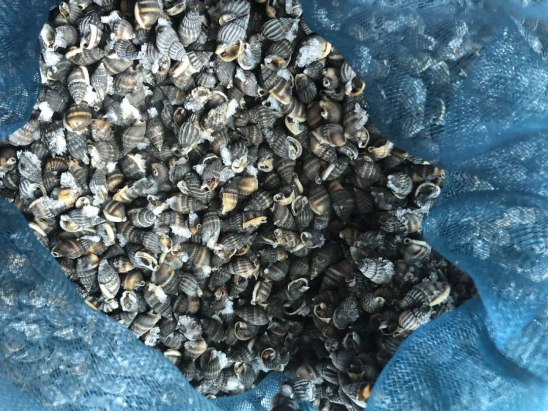 1外形特征织纹螺俗称海丝螺,海狮螺,麦螺或白螺,主要分布于浙江,福建