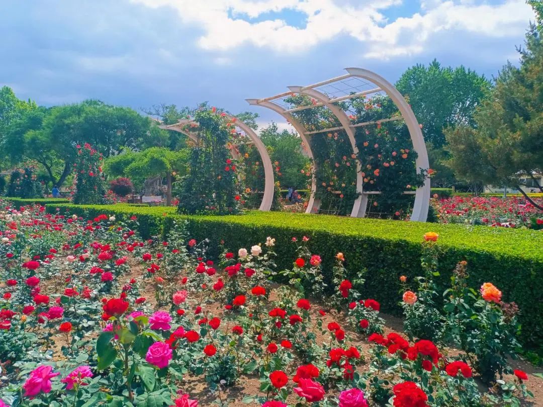 花开满城!秦皇岛十余处月季花海等你邂逅