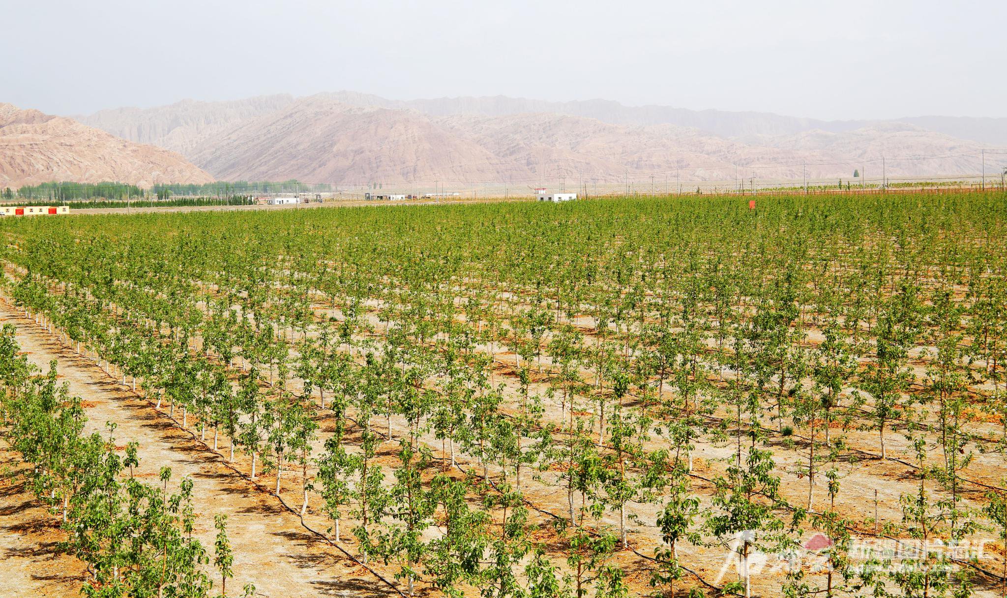 5月30日,温宿县柯柯牙镇冰雪蜜脆园苹果生产基地,采用高效节水技术