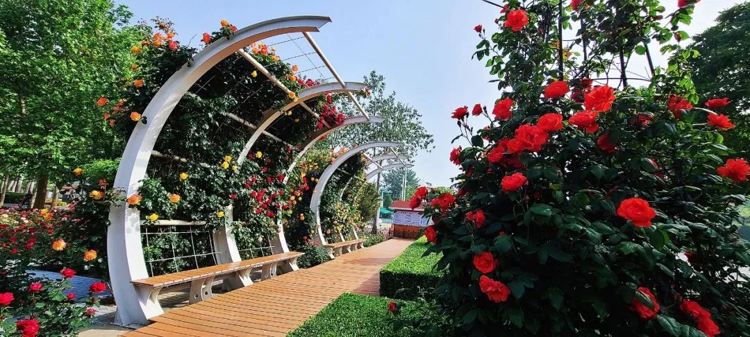 花开满城!秦皇岛十余处月季花海等你邂逅