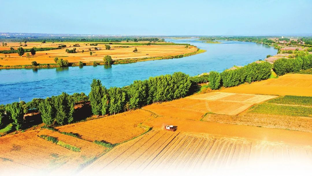 麦收时节,洛阳市孟津区白鹤镇铁谢村黄河岸边,数台履带式收割机在麦田