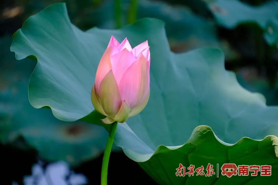 狮山公园荷塘中的美丽荷花竞相盛开