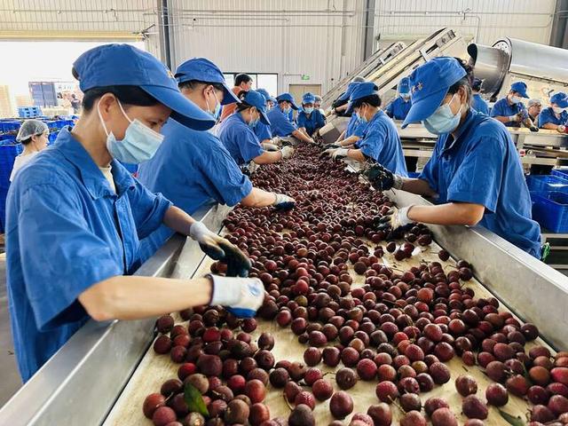 在广东荔枝跨县集群产业园深加工生产线.中青报·中青网记者 林洁/摄