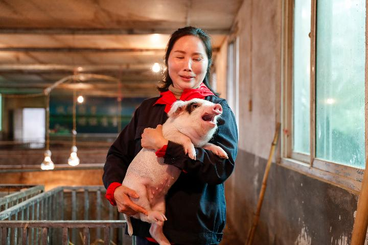 2020年4月2日，重庆市荣昌区兴旺种猪养殖场负责人郭平在查看即将出售的仔猪。新华社发（黄伟 摄）