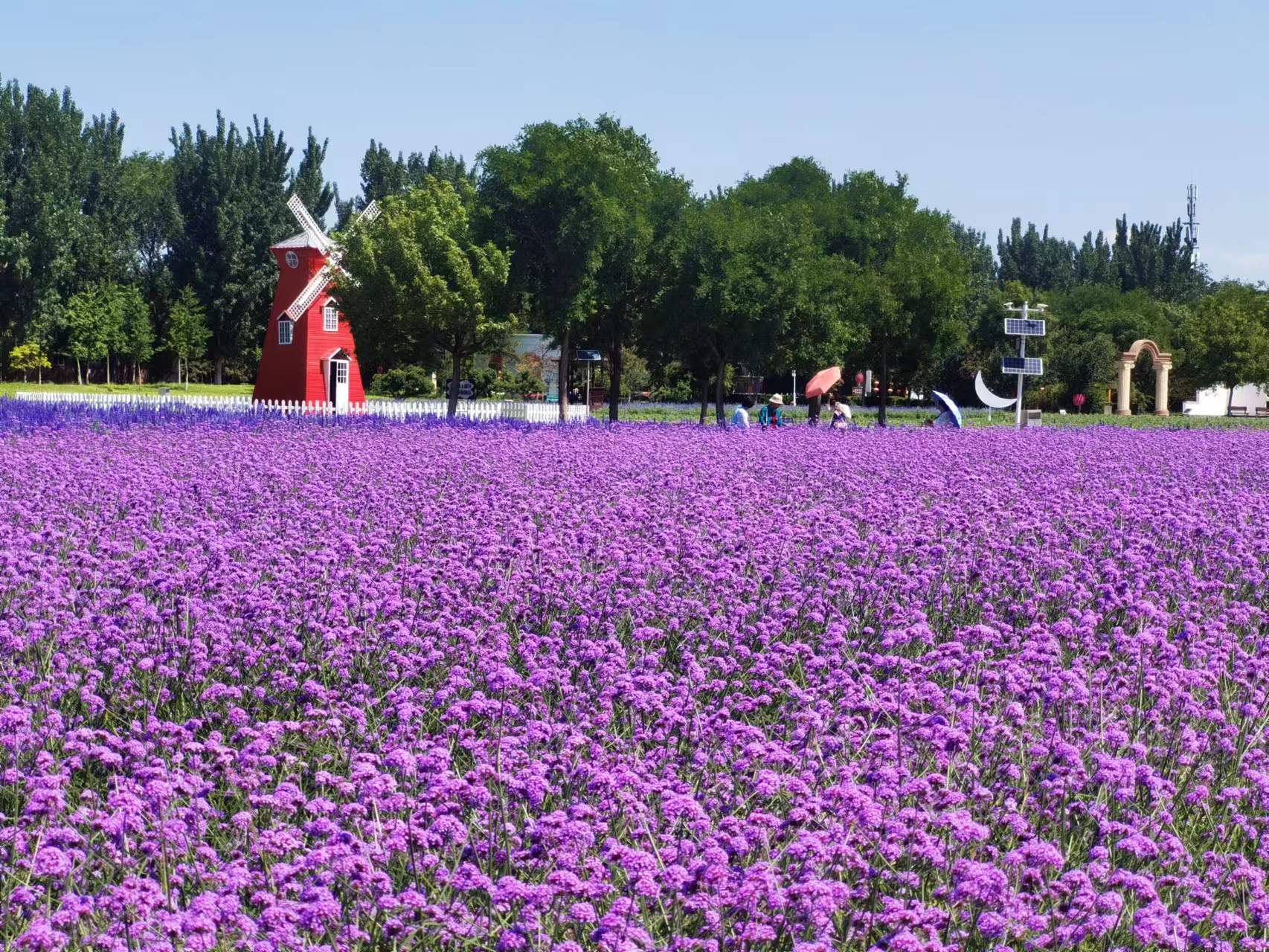 北京永定河畔,薰衣草渐入盛花期!花海美图|北京市_新浪财经_新浪网