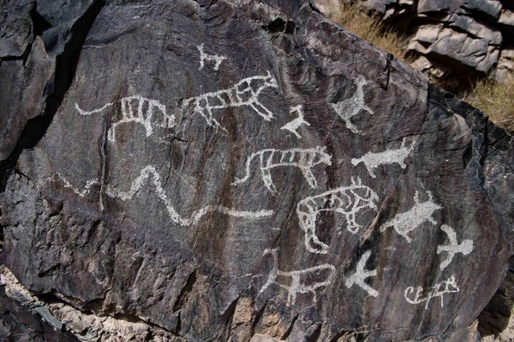 甘肃省嘉峪关市黑山岩画中的一幅兽群岩画(资料照片).