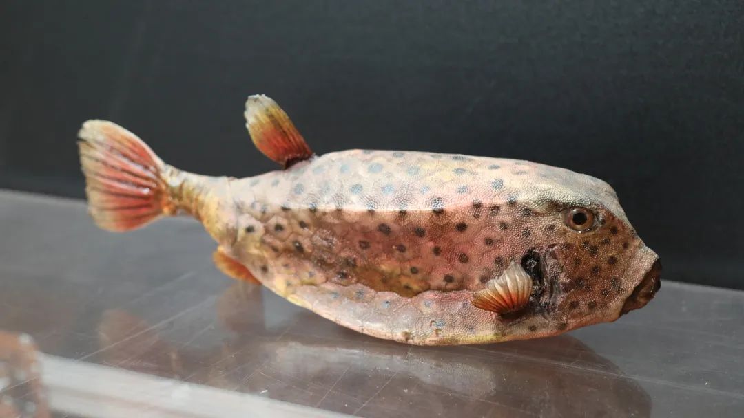 箱鲀红娘鱼鹦鹉螺琵琶虾历史篇展览别出心裁的展示了近年来中国水下