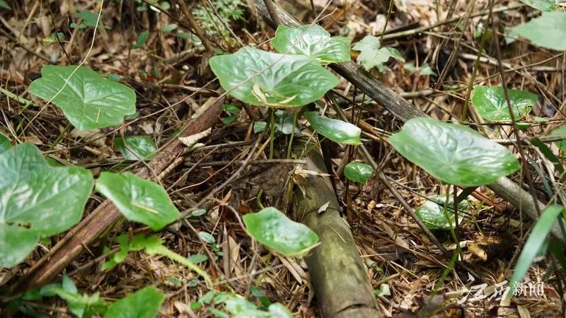 八角莲.图片由中国科学院庐山植物园标本馆科考队提供