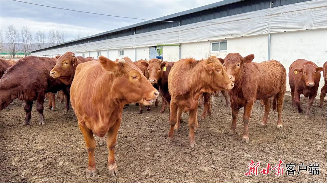 甘肃雄康牧业平凉红牛标准化养殖示范基地里的存栏肉牛.