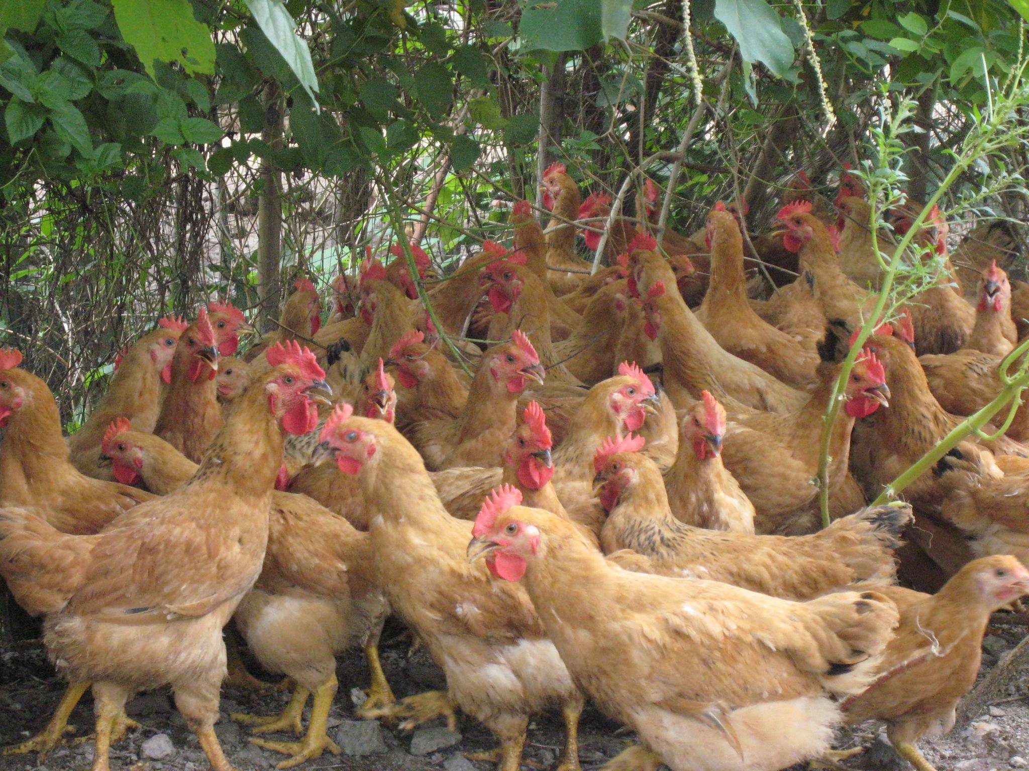 广东省农科院4个品种入围2023年农业主导品种