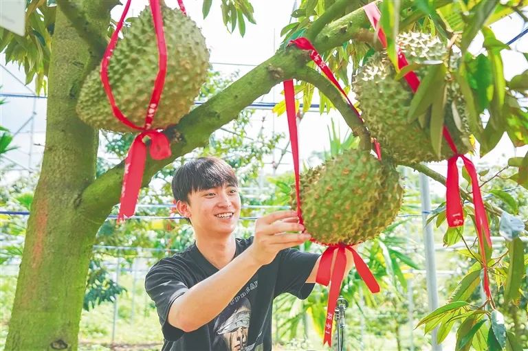 6月13日,在三亚市育才生态区的榴莲种植基地,技术人员查看榴莲长势.