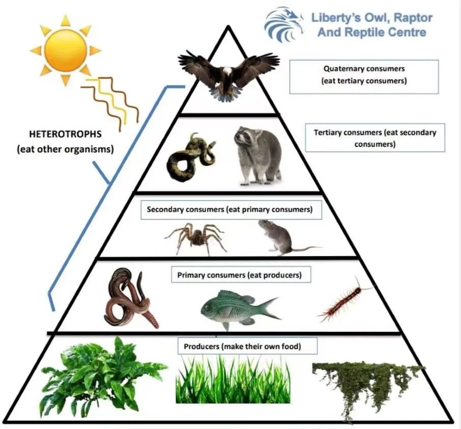 食物链生态金字塔示意.图片来源:liberty