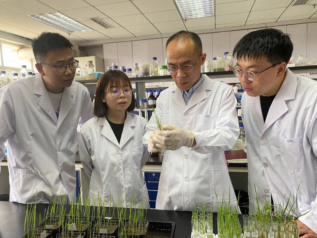 华中农业大学李国田教授团队在实验室.新华社记者李伟 摄
