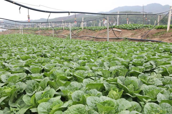 云南鲁甸:高原特色蔬菜种植助农增收|助农_新浪财经_新浪网