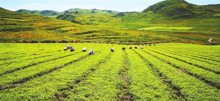 宕昌县理川镇杨家庄理想中药材农民专业合作社中药材标准化种苗繁育