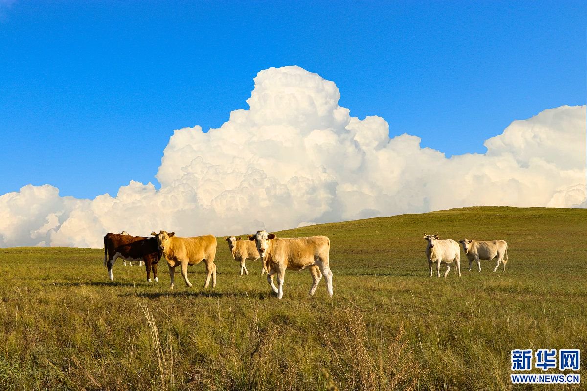 锡林郭勒盟白音锡勒牧场仿佛油画般美丽.新华网发(刘倩 摄)