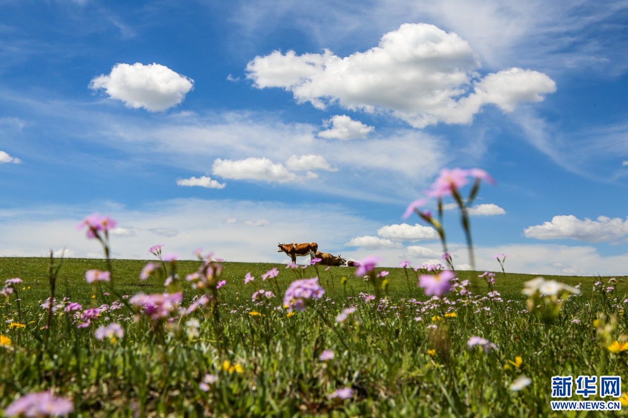 通辽市扎鲁特旗格日朝鲁苏木夏营地.新华网发(白敖敏 摄)