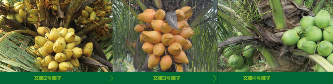 文椰系列椰子新品种(资料图).来源:海南发布