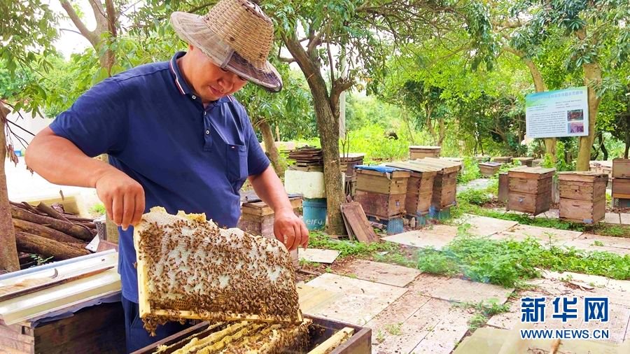 夏季,广州市从化区太平镇银林村一处蜂场迎来蜂巢蜜采收期.