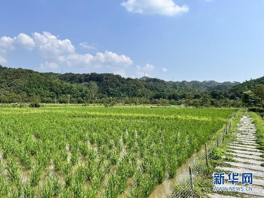 清远英德市连江口镇连樟村风貌.新华网 李俊豪 摄