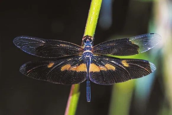 海口五源河国家湿地公园上游栖息的斑丽翅蜻.记者 石中华 摄