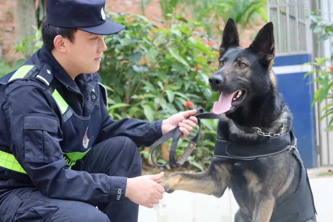 训导员寸泽兴与警犬"咖啡"