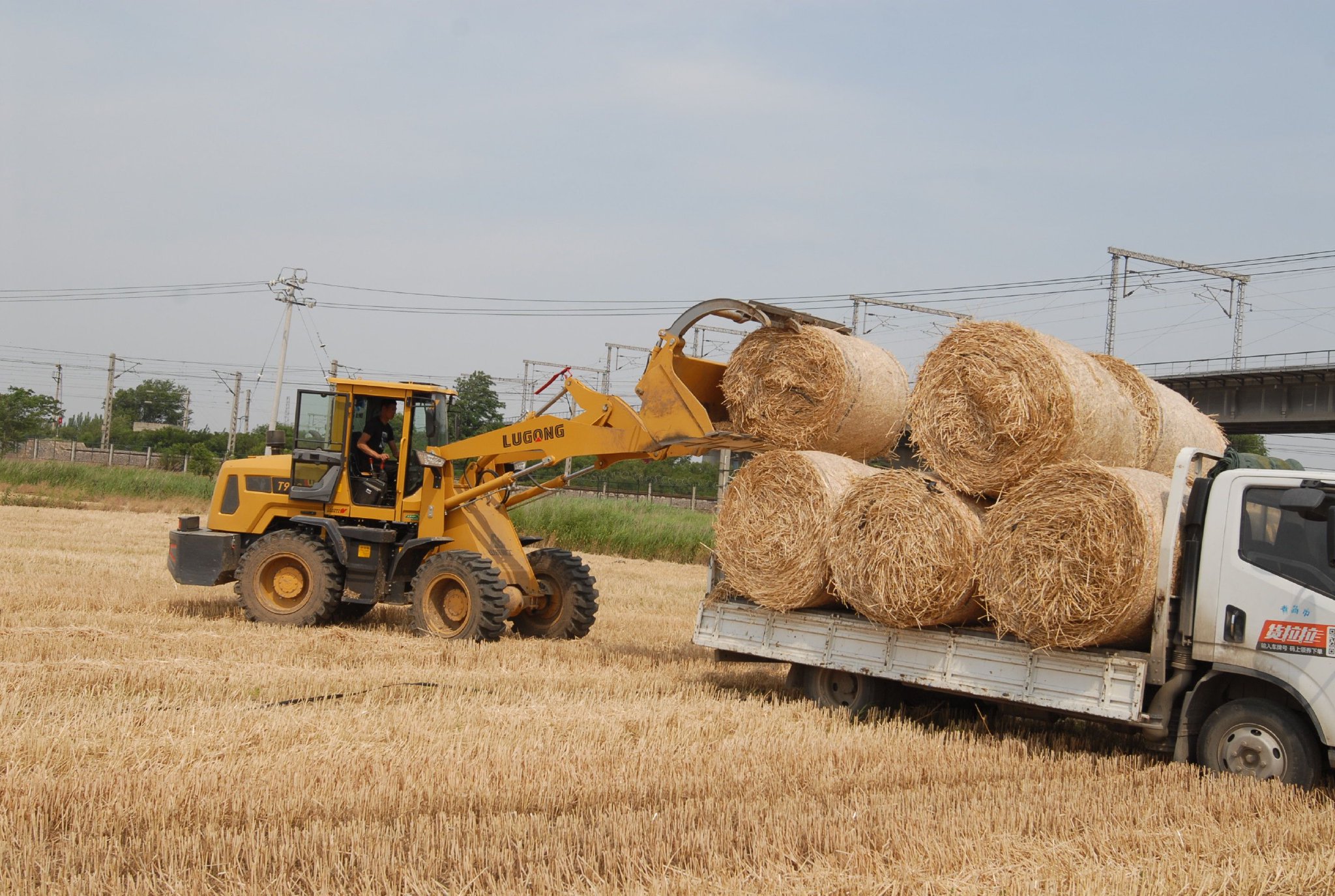 青岛市即墨区蓝村街道的麦田里,工人将秸秆墩子装车运输.张涛 摄