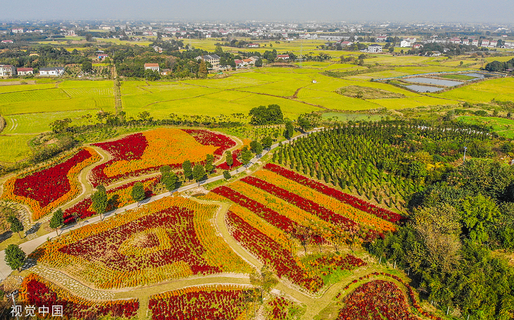 2020年11月11日,俯瞰湖北省荆州市荆州区八岭山镇铜岭村的蔬菜主题