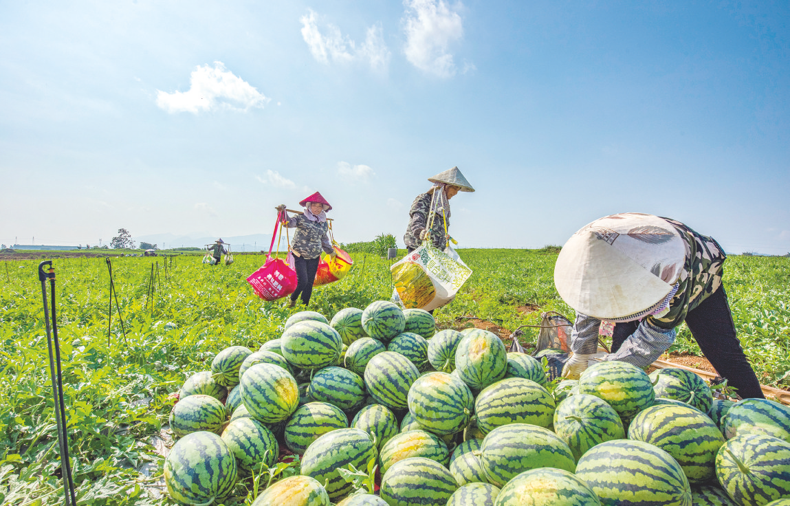 瓜果采摘忙 农民笑开怀